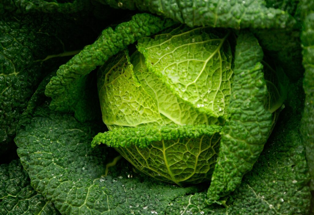 fresh green cabbage